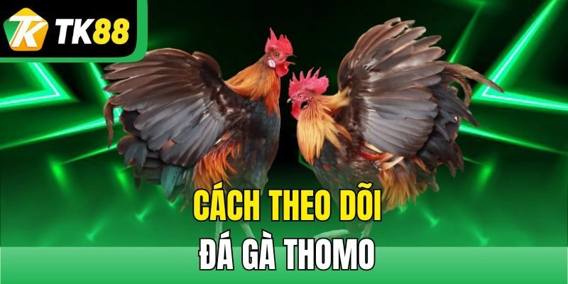 Cách theo dõi đá gà Thomo