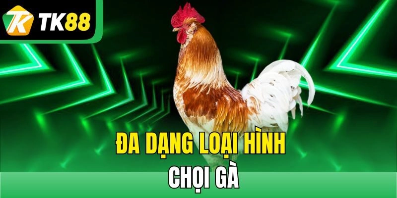Đa dạng loại hình chọi gà