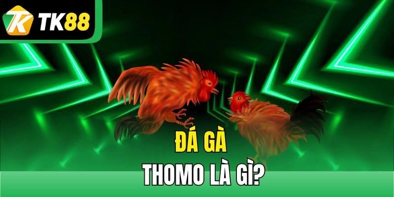 Đá gà Thomo là gì?