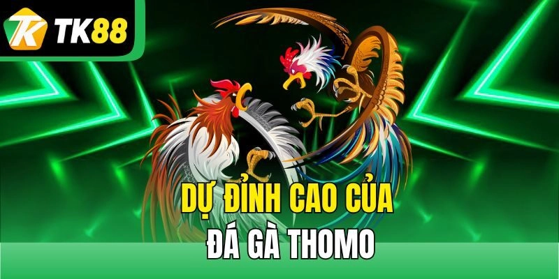 Dự đỉnh cao của Đá gà thomo
