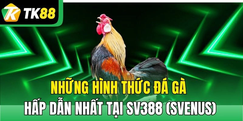 Những hình thức đá gà hấp dẫn nhất tại SV388 (Svenus)