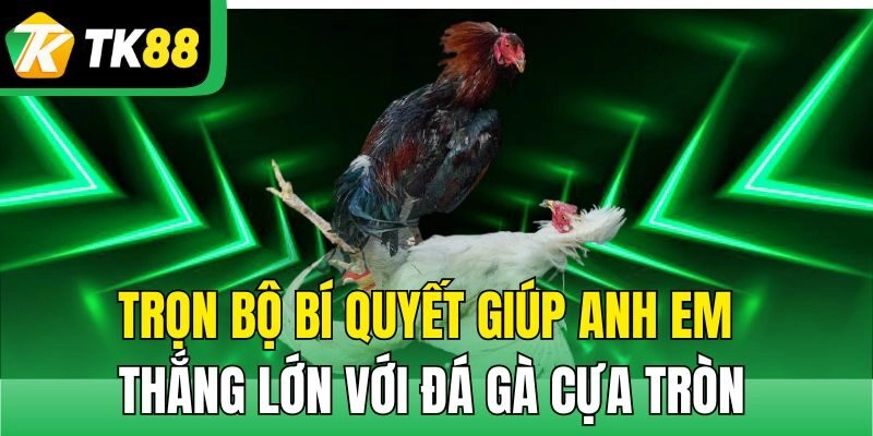 Trọn bộ bí quyết giúp anh em thắng lớn với đá gà cựa tròn